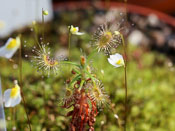 Drosera scorpioides