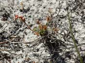 Drosera scorpidioides