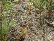 Drosera scorpidioides