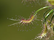 Drosera scorpioides