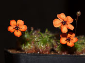 Drosera sewelliae