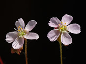 Drosera spatulata