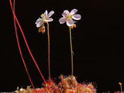 Drosera spatulata