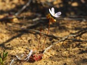 Drosera spilos