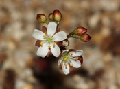 Drosera squamosa