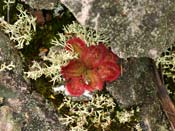 Drosera squamosa