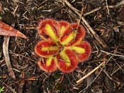 Drosera squamosa