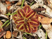 Drosera squamosa