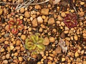 Drosera squamosa