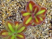 Drosera squamosa