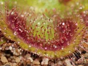 Drosera squamosa