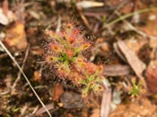 Drosera stelliflora