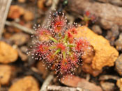 Drosera stelliflora