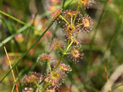 Drosera stolonifera