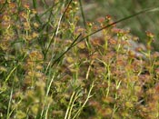 Drosera stolonifera