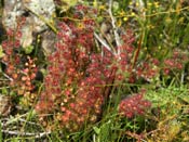 Drosera stolonifera