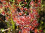 Drosera stolonifera