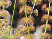 Drosera stolonifera