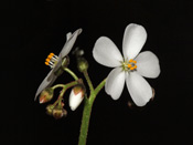 Drosera stolonifera