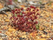 Drosera stolonifera