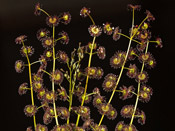 Drosera stolonifera