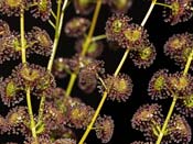 Drosera stolonifera