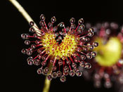 Drosera stolonifera