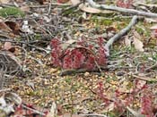 Drosera stolonifera