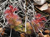 Drosera stolonifera