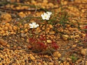 Drosera stolonifera