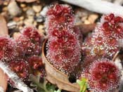 Drosera stolonifera