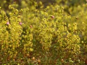 Drosera stricticaulis