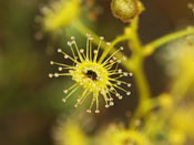 Drosera stricticaulis