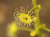 Drosera stricticaulis