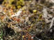 Drosera subhirtella