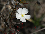 Drosera thysanosepala