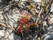 Drosera trichocaulis