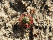 Drosera paleacea ssp. trichocaulis