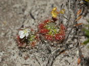 Drosera trichocaulis