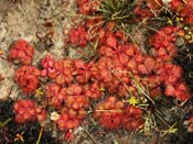 Drosera tubaestylis