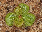 Drosera tubaestylis