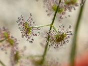 Drosera