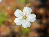 Drosera