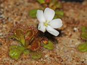 Drosera whittakeri