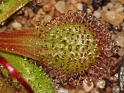 Drosera whittakeri