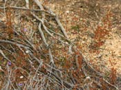 Drosera yilgarnensis