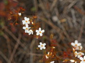 Drosera yilgarnensis