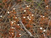 Drosera yilgarnensis