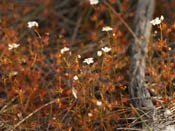 Drosera yilgarnensis