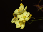 Drosera zigzagia